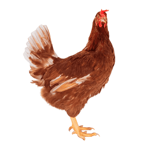 Gallina ponedora Hy-Line Brown​