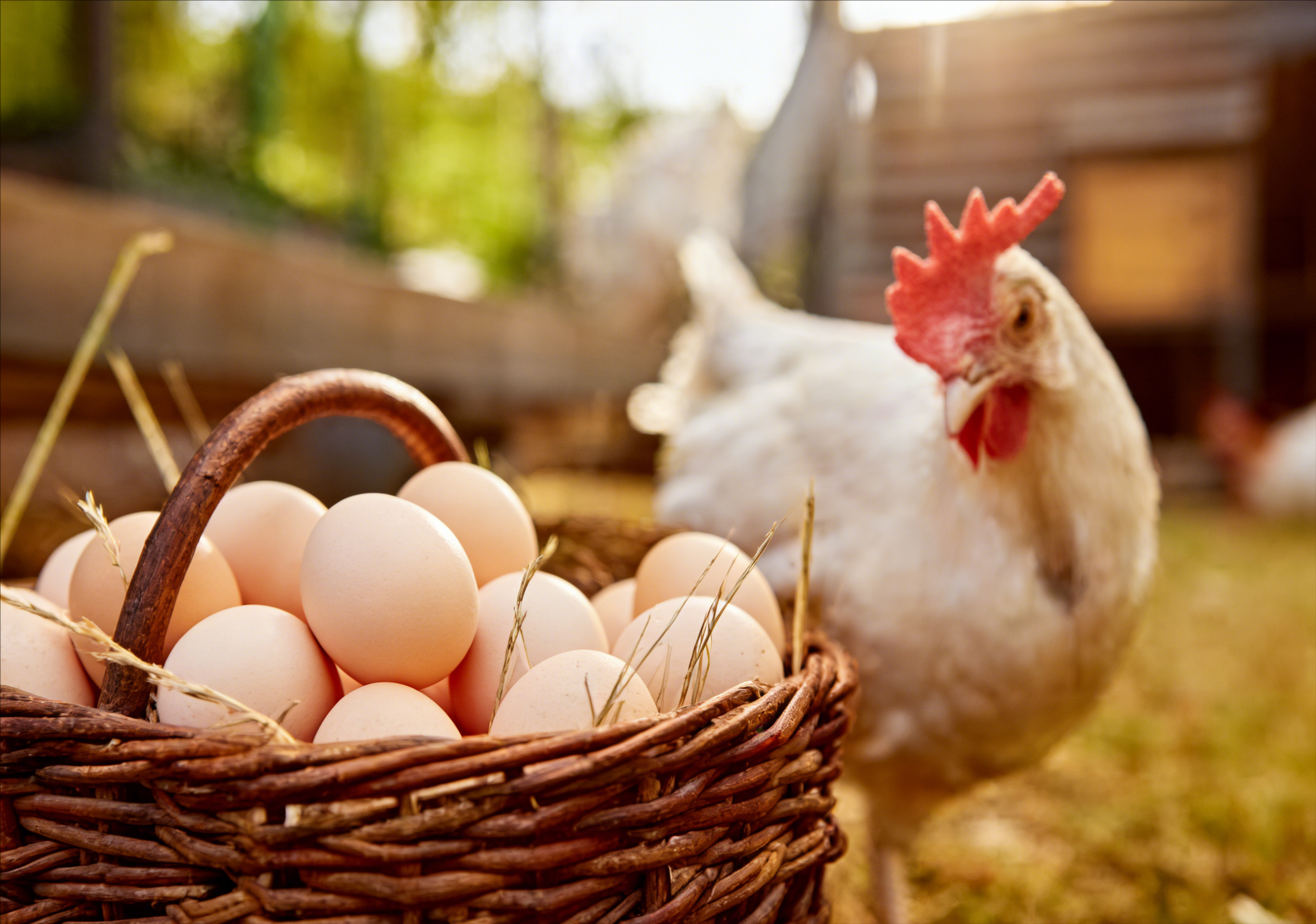 Comprar gallinas ponedoras: precios, edades y recomendaciones