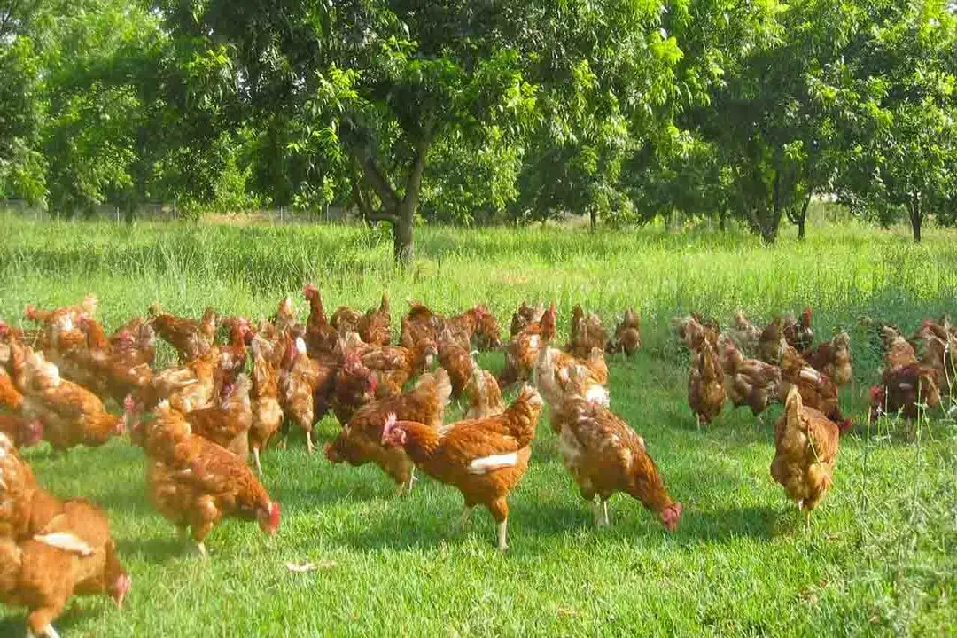 Es rentable tener gallinas ponedoras en Argentina