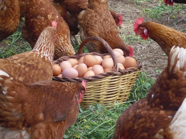 Que tener en cuenta al comprar gallinas ponedoras para produccion de huevos